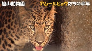 アムールヒョウたちの半年（旭山動物園）Amur leopard