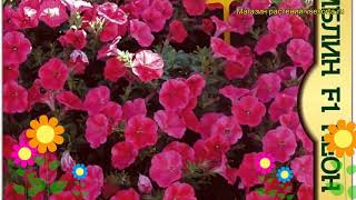 Петуния махровая крупноцветковая F1 Неон Роз. Обзор petunia x hybrida, grandiflora F1 Neon Rose