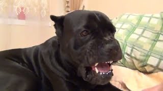Собака Кане Корсо идет спать и ему не нравится, что его разбудили. #canecorso