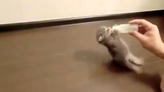 Котенок хочет кушать