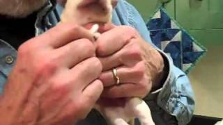 How To Do Early Neurological Stimulation for Puppies 2010