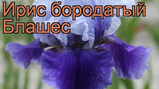Ирис бородатый Блашес (iris) ? бородатый ирис Блашес обзор: как сажать, саженцы ириса Блашес
