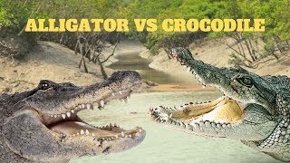 Alligator vs Crocodile! || Jungle Safari