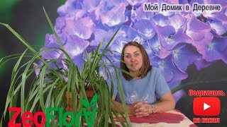 Цимбидиум Пересадка в цеофлору!