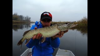 Szczupak na spinning | Płytkie jezioro | Listopad 2018