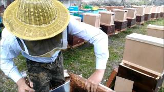 Пересадка пчелопакета/Handling small bee families