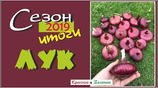 Лук репчатый и порей. Итог сезона 2019