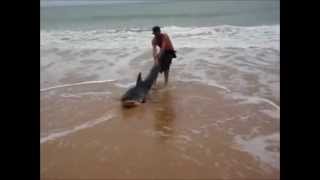 Requin blanc échoué sur la plage
