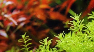 #51.初心者・小型水槽におすすめの水草　パールグラスの育て方　Hemianthus micranthemoides