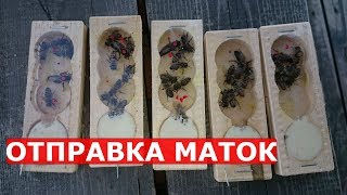 моя первая отправка маток в другой город пчеловодство 2018
