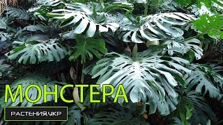 Комнатные растения / Монстера уход в домашних условиях