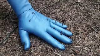 37. Info + Ants revisited: Antproof rubber protecive dress, Hunter rubber boots. OMG! Dress fails!