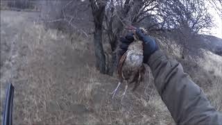 ΚΥΝΗΓΙ ΜΠΕΚΑΤΣΑΣ ΜΕ ΕΠΑΝΙΕΛ ΚΑΙ ΠΟΙΝΤΕΡ 2, HUNTING WOODCOCK WITH POINTER AND EPAGNEUL BRETTON