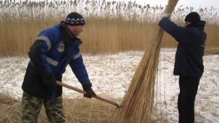 Чистка камыша косить