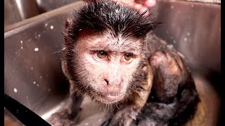 Capuchin MonkeyBoo Saturday Vlog! Bath & Fun With His Brothers!