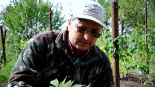 Как размножить малину крапивкой