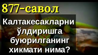 877. Калтакесак ўлдириш, хикмати нима? (Абдуллоҳ Зуфар Ҳафизаҳуллоҳ)