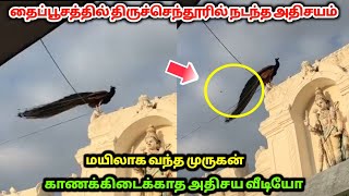 தைப்பூசத்தில் திருச்செந்தூர் முருகன் கோவிலில் நடந்த அதிசயம் ! என்ன நடந்தது தெரியுமா ? வைரல் வீடியோ !