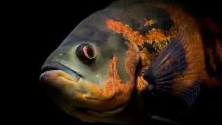 Астронотус тигровый Astronotus Ocellatus Tiger Oscar продажа оптом