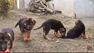 Banda puppies German Shepherd. Банда щенков немецкой овчарки. Одесса.