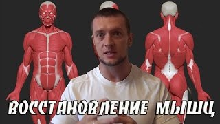 Восстановление мышц, рост мышц