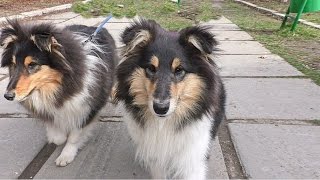 Продаются щенки Колли (Шотландская овчарка), 4 мес.Puppies Collie (Scottish Shepherd), 4 months.