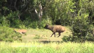 Leopard and Sambar Deer - Yala
