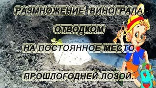 ? Размножение винограда отводком на постоянное место.