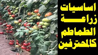 زراعة الطماطم على طريقة المحترفين