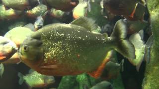 Acquario di Genova
