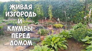 Цветник вдоль забора. Кустарники для живой изгороди. Жизнь в деревне