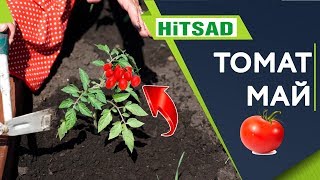 Уход За Томатами В Открытом Грунте ? Томаты семенами Результат Посадки ✔️ Советы  От Хитсад ТВ