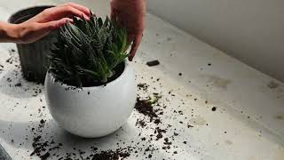 Напольное двухъярусное кашпо для растений NESTA Tiered Planter UMBRA