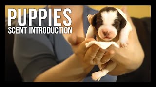 Puppies Scent Introduction and Early Neurological Stimulation