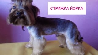 Стрижка йоркширского терьера дома. Йорк Гучи любит стричься!