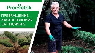 Мастер-класс по топиарному искусству. Обрезка можжевельника в стиле бонсай.