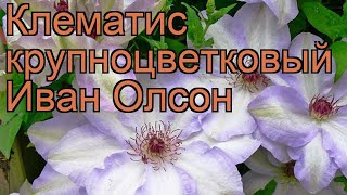 Клематис крупноцветковый Иван Олсон ? обзор: как сажать, саженцы клематиса Иван Олсон