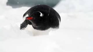 Zabawne pingwiny (Funny penguins)