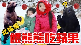 （北海道系列）北海道第2天，滑雪、冰上釣魚、雪地吃草莓、餵熊熊吃蘋果