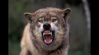 The Wolves of Youtube - Toney, Kleck, 9Nania, Valles Pervert the Gospel!  Woe to the Pharisees!