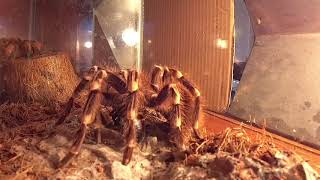 Паук птицеед! Когда паук боится таракана? Инси Винси spider Жесть!слабонервным не смотреть!!! HD еда