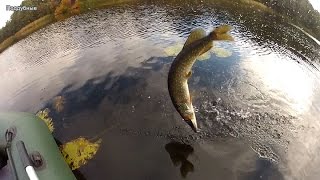 Ловля щуки на спининг Рыбалка Днепр Поддубные Pike fishing