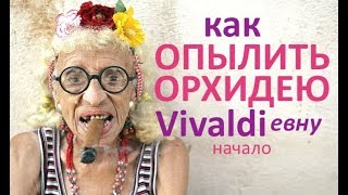 как ОПЫЛИТЬ ОРХИДЕЮ Vivaldiевну, начало