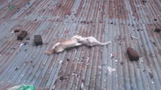 Unlimited cats fight part 1