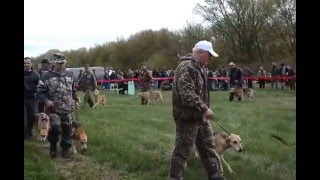 В Россоши состоялась выставка собак. Апрель 2016 г.