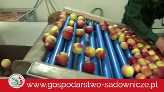 КАЛИБРОВКА ЯБЛОК, МАШИНА ДЛЯ КАЛИБРОВКИ ЯБЛОК, ЛИНИЯ ДЛЯ СОРТИРОВКИ ЯБЛОК