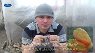 ЛУЧШИЕ СОРТА СЛАДКОГО ПЕРЦА, КОТОРЫЕ Я ВЫРАЩИВАЮ.