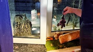 Накормить сову. Главное - не собой! Отчёт грустного кота про лапки