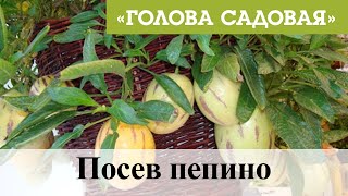 Голова садовая - Посев пепино
