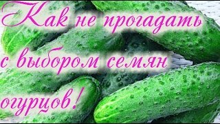 КАКИЕ ОГУРЦЫ УРОЖАЙНЕЕ И ПРОЩЕ В ВЫРАЩИВАНИИ.